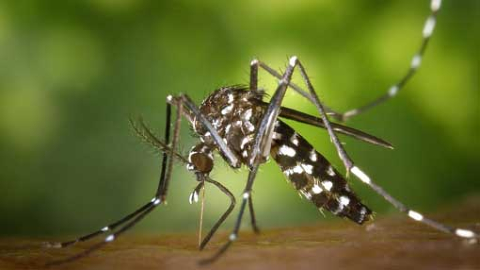 Cameri, lotta biologica e integrata alle zanzare